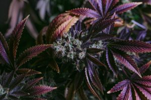 cannabis flower purple indica