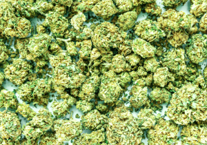 indica cannabis buds