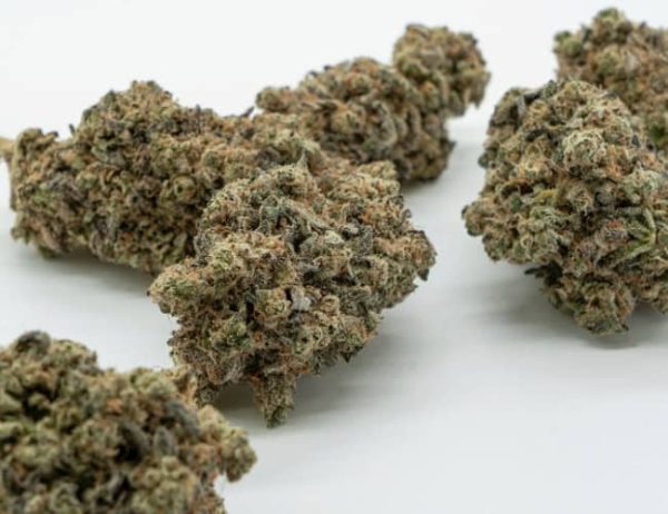 MASTER SKUNK (AAAA) | SALE |