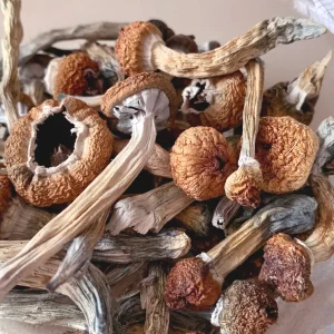 GOLDEN TEACHER MAGIC MUSHROOMS $80/oz