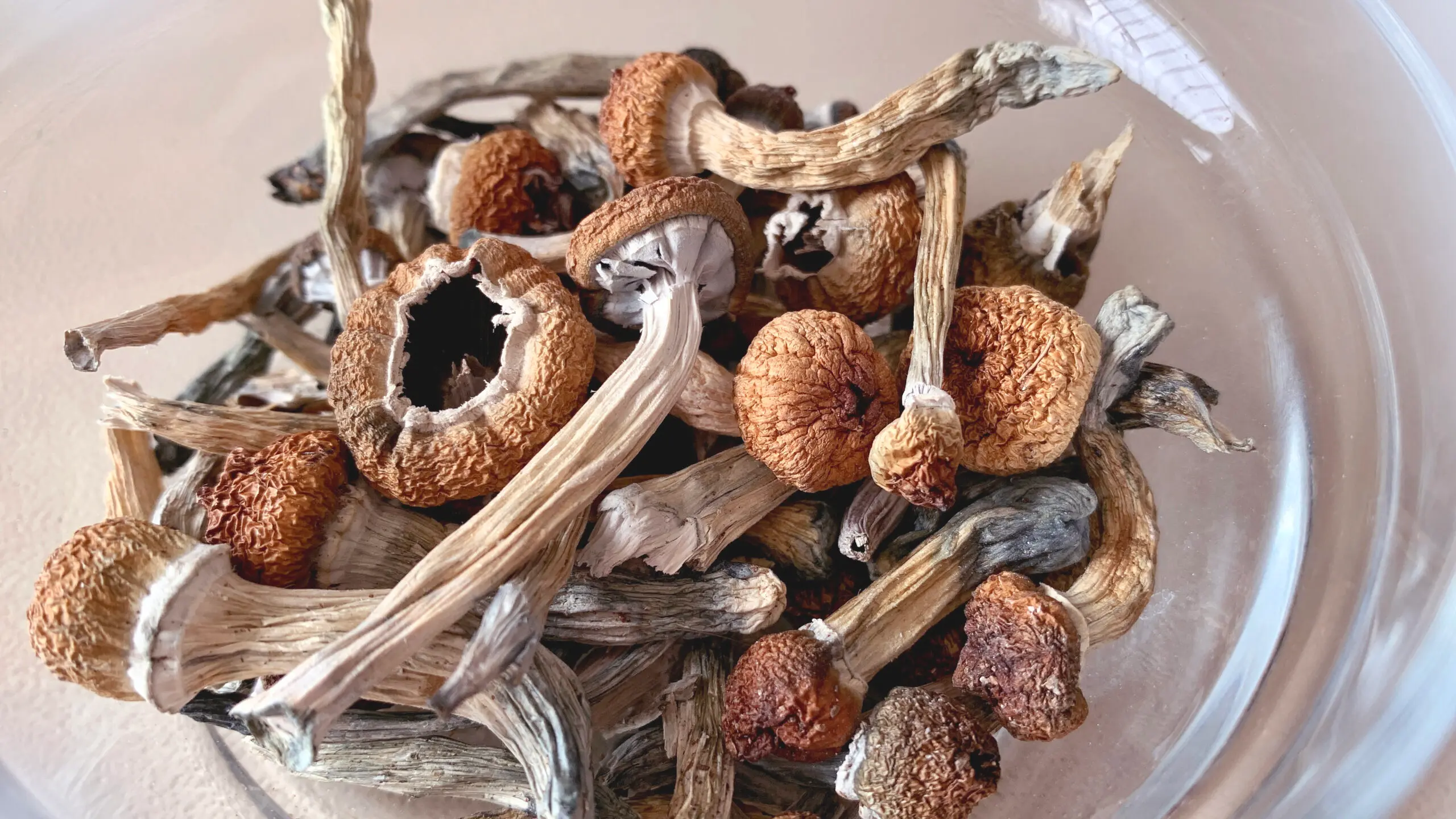 GOLDEN TEACHER MAGIC MUSHROOMS $80/oz