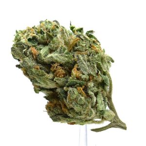 GORILLA GLUE (AAAA) $70/oz